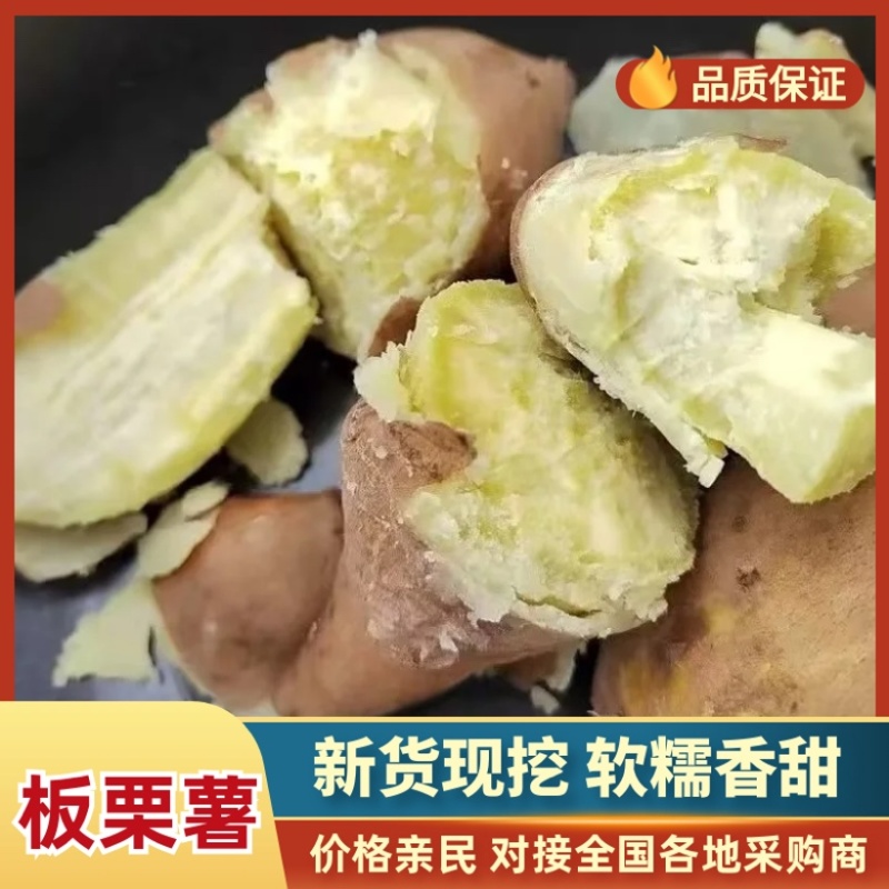 精品板栗薯，粉糯香甜，口感细腻，老少皆宜