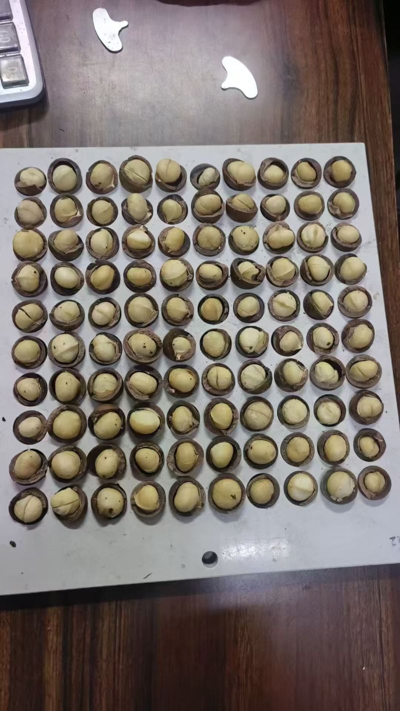 【热卖】河南夏威夷果精品大果可供商超电商量大优惠欢迎洽谈