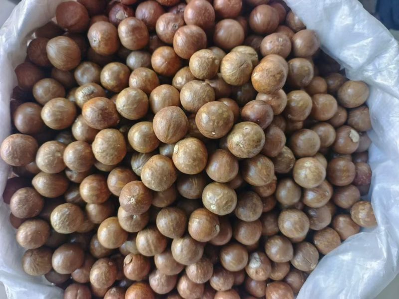 【热卖】河南夏威夷果精品大果可供商超电商量大优惠欢迎洽谈