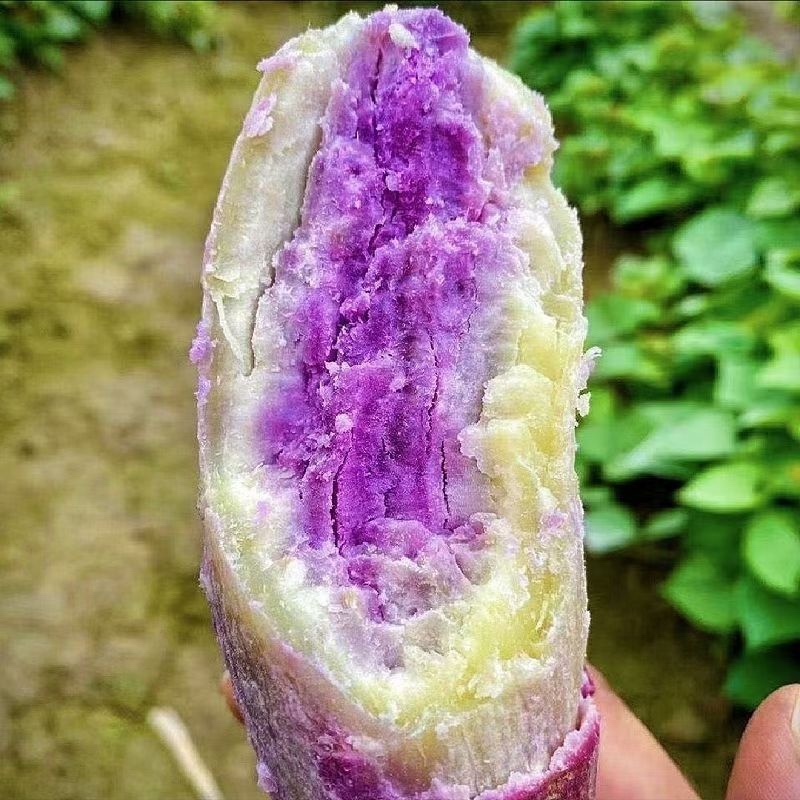 一点红番薯，产地直发，口感细腻，老少皆宜