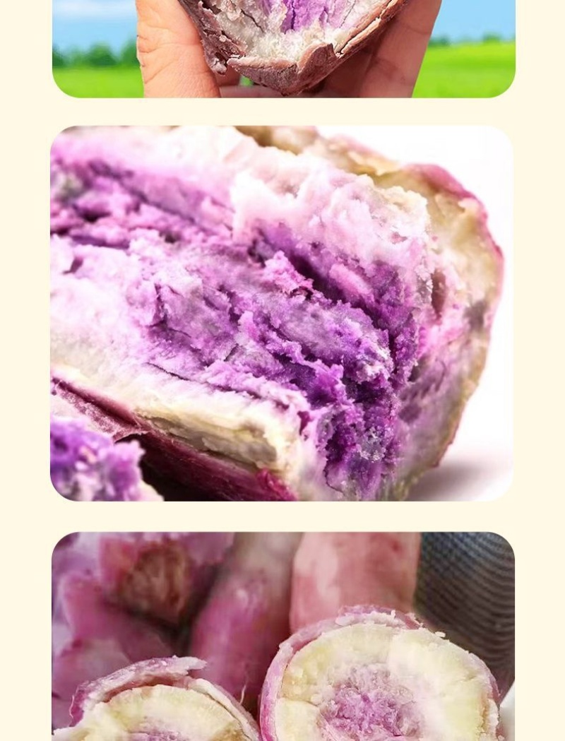一点红番薯，产地直发，口感细腻，老少皆宜
