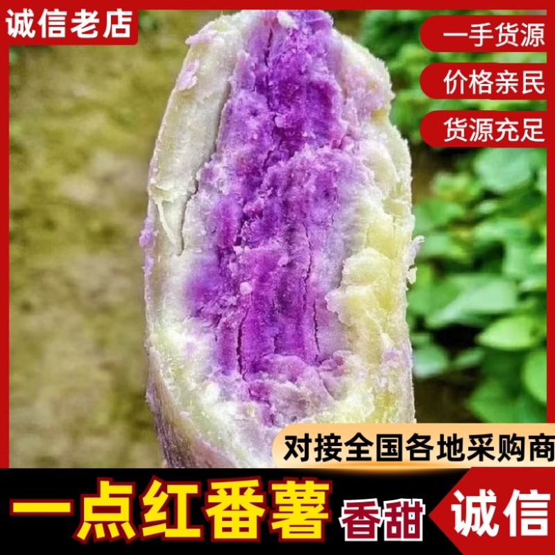 一点红番薯，产地直发，口感细腻，老少皆宜