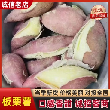 包邮栗子薯香甜粉糯广东阳江市阳西县海边沙地红薯