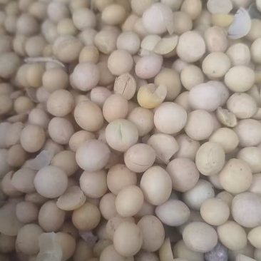 黄豆