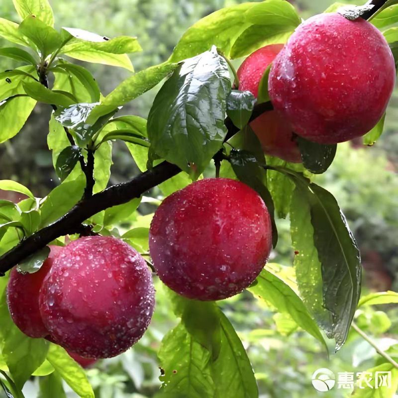 精品澳洲红李子恐龙蛋李子湖北基地直供质量保证货源充足