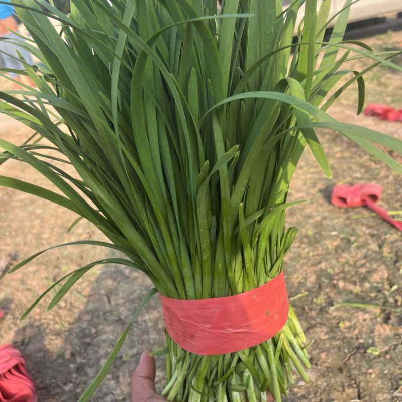 河北临漳大叶韭菜
