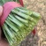 河北临漳大叶韭菜