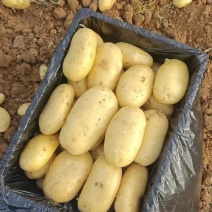 新鲜土豆大量上市产地直发现货供应欢迎采购
