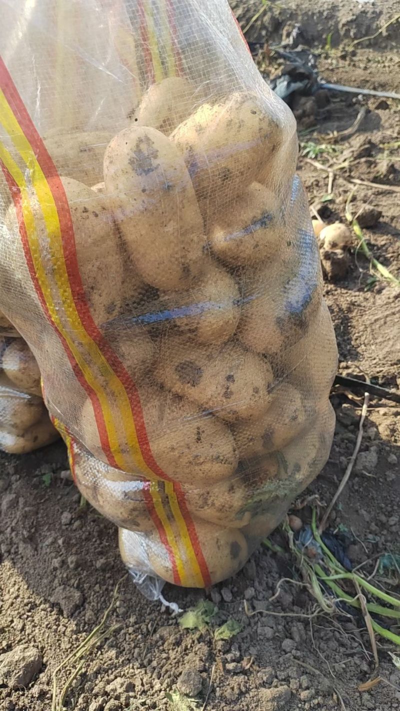 新鲜土豆大量上市产地直发现货供应欢迎采购