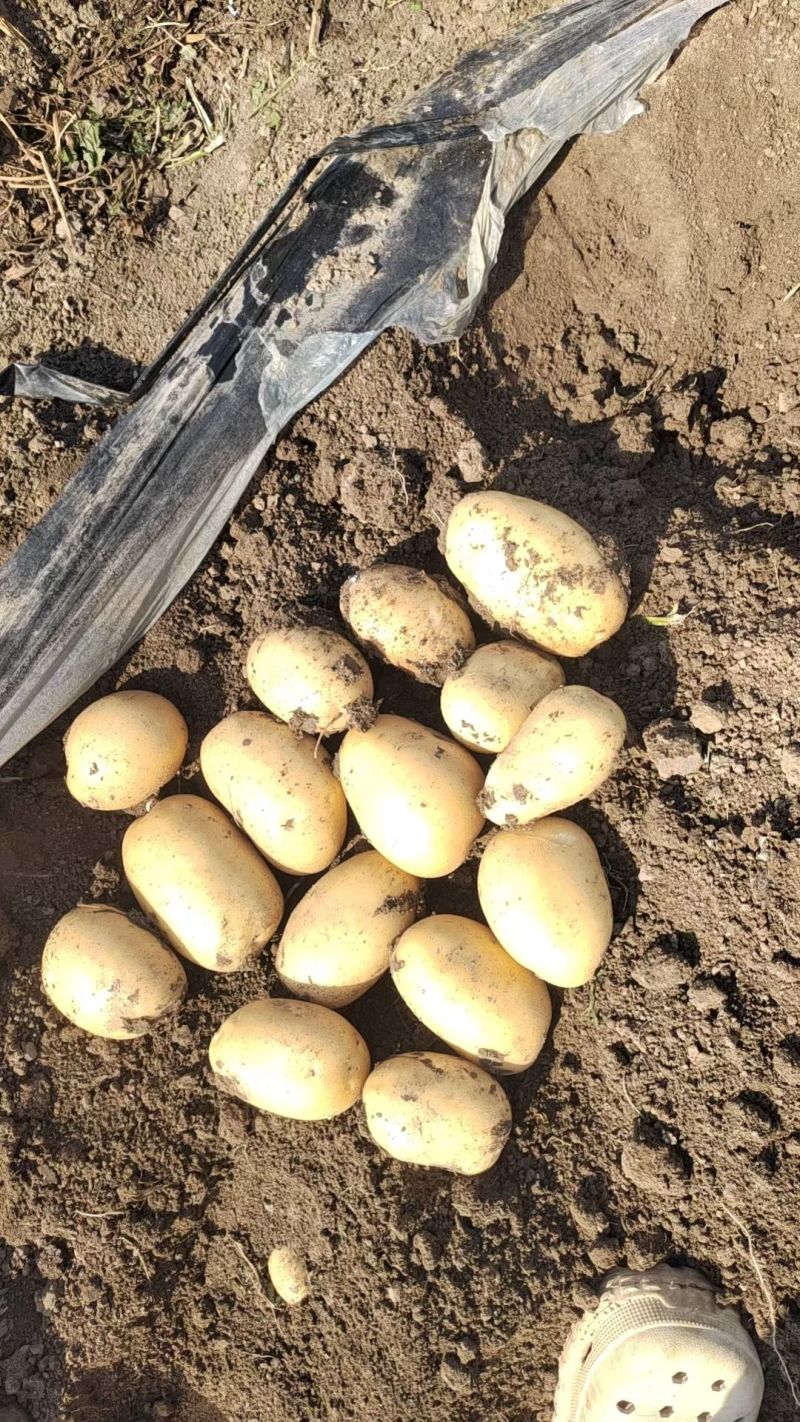 新鲜土豆大量上市产地直发现货供应欢迎采购