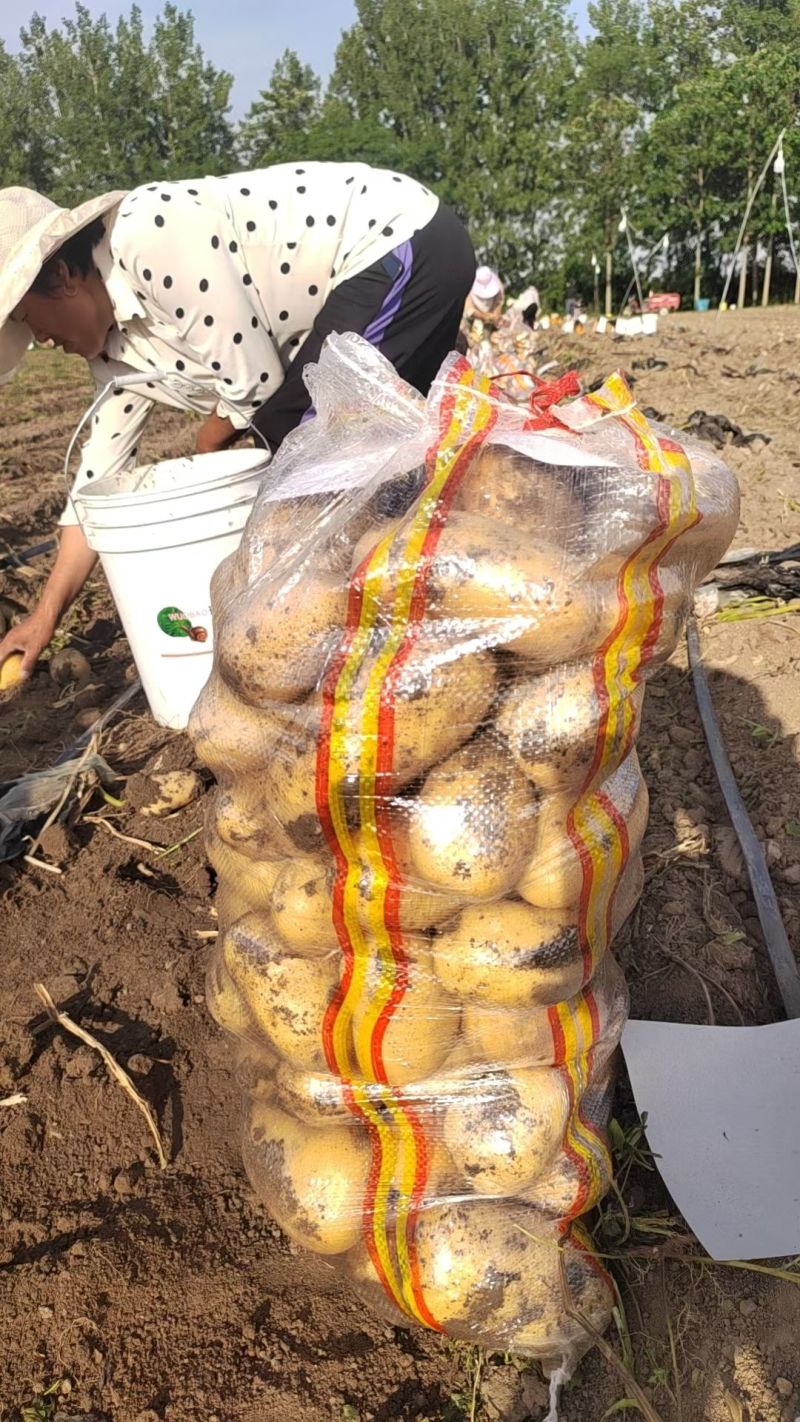 新鲜土豆大量上市产地直发现货供应欢迎采购