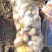 新鲜土豆大量上市产地直发现货供应欢迎采购