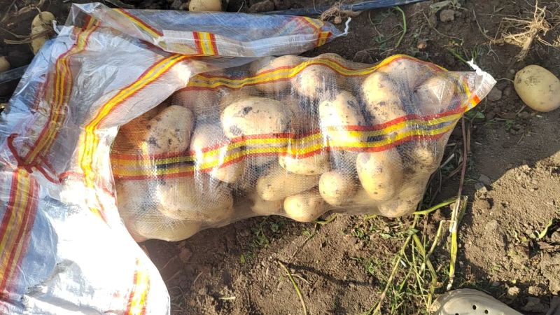 新鲜土豆大量上市产地直发现货供应欢迎采购