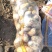 新鲜土豆大量上市产地直发现货供应欢迎采购