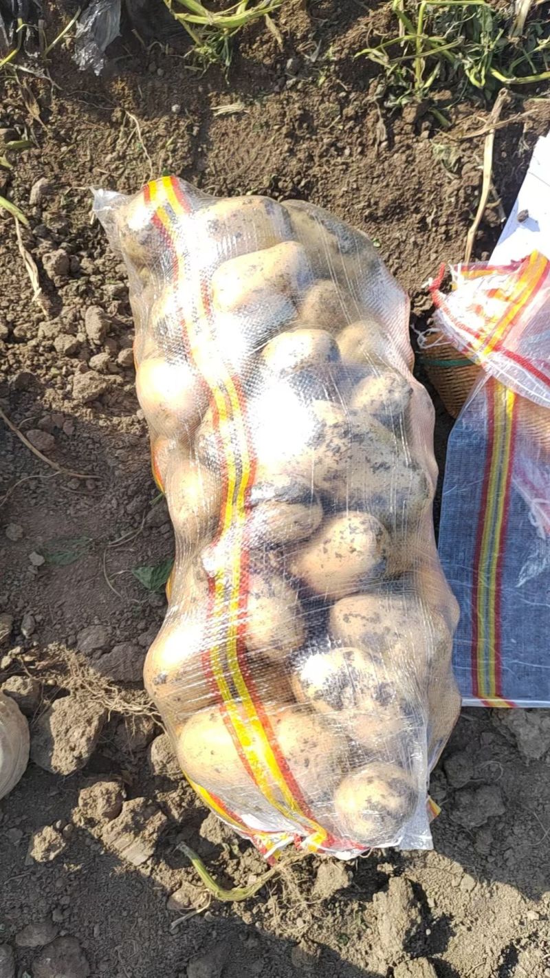 新鲜土豆大量上市产地直发现货供应欢迎采购