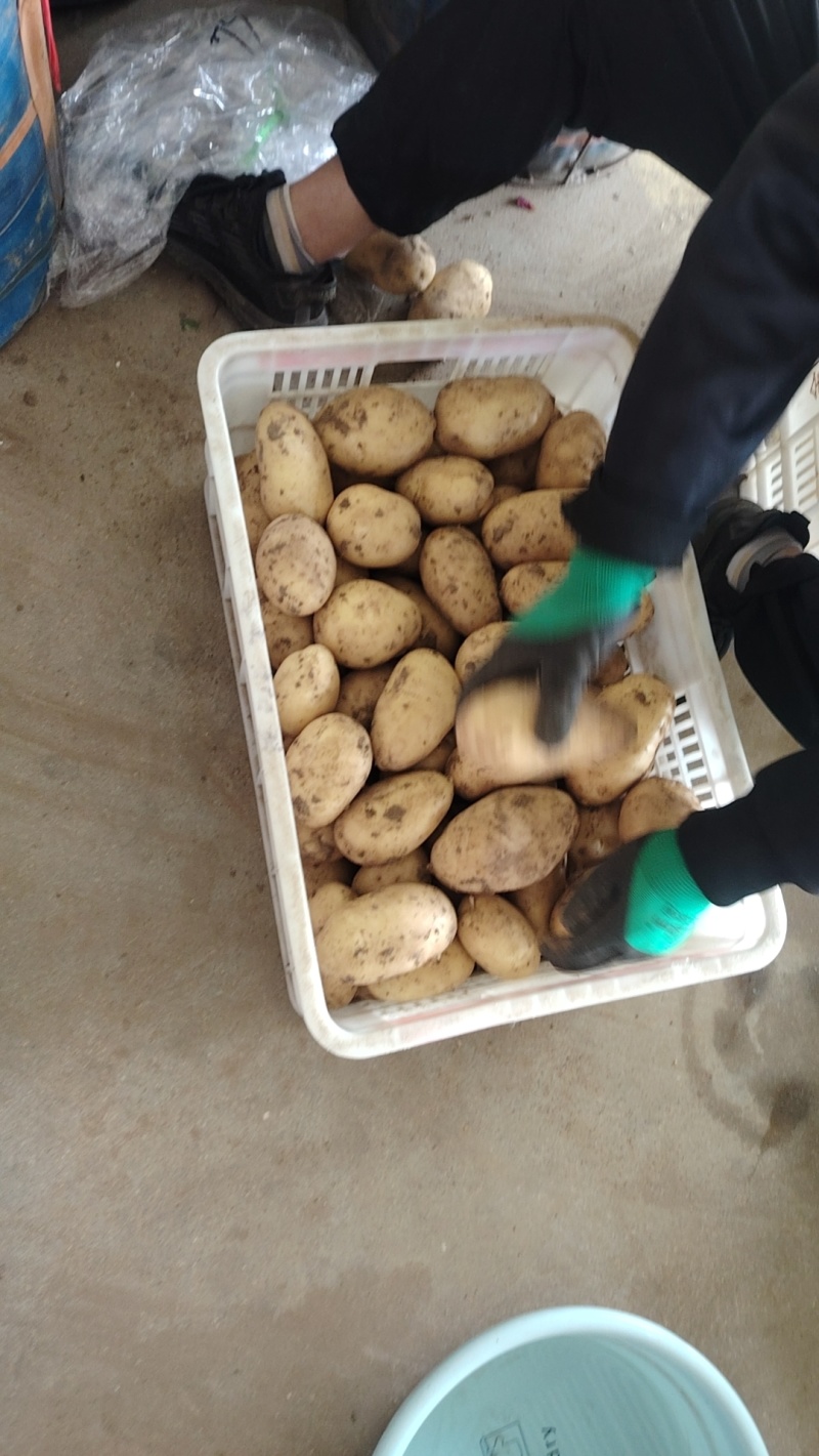 新鲜土豆大量上市产地直发现货供应欢迎采购