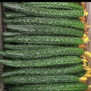 夹江精品有刺黄瓜，产地直发量大从优
