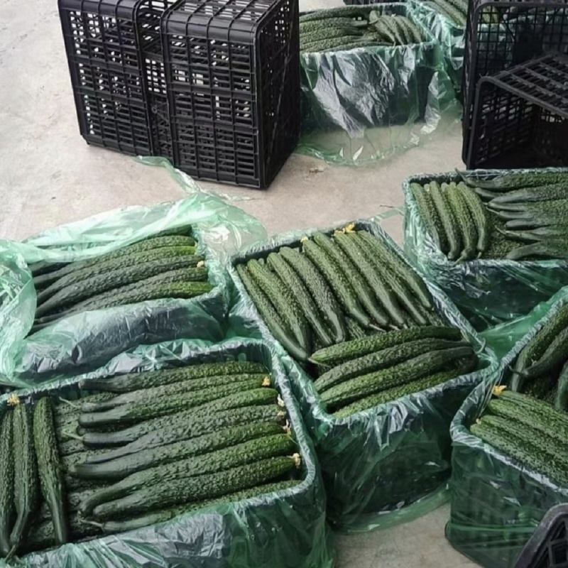 夹江精品有刺黄瓜，产地直发量大从优