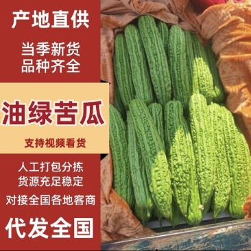 产地苦瓜电商市场批发产地直销欢迎咨询