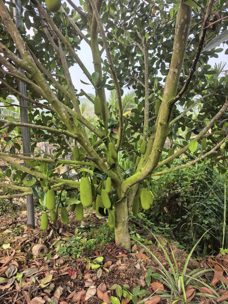 香蜜一号榴莲蜜苗
