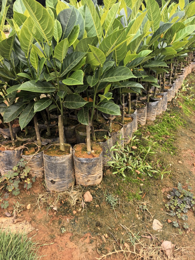 香蜜一号榴莲蜜苗