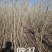 小城黑杨树大苗胸径1.5-2公分，精品无病虫害！