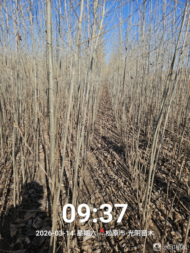 小城黑杨树大苗胸径1.5-2公分，精品无病虫害！