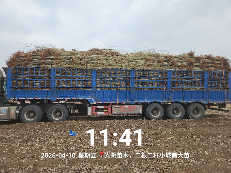 小城黑杨树大苗胸径1.5-2公分，精品无病虫害！
