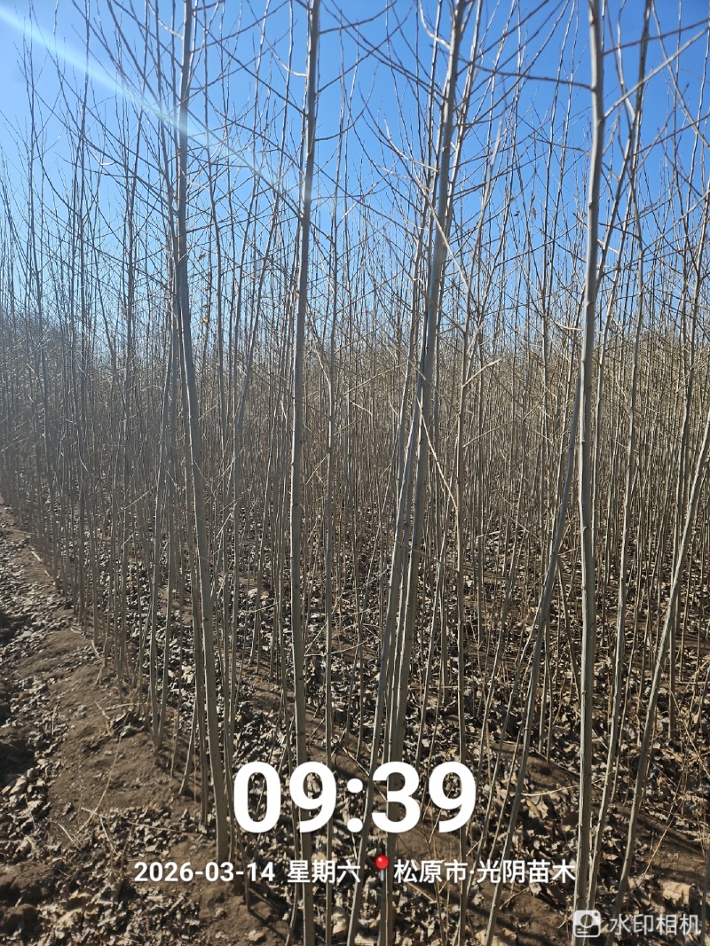 小城黑胸径3--4公分大苗，无病虫害，专业培育