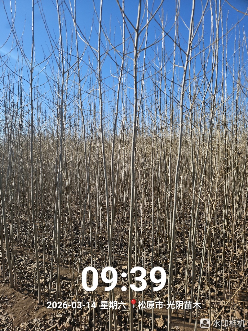 小城黑胸径3--4公分大苗，无病虫害，专业培育