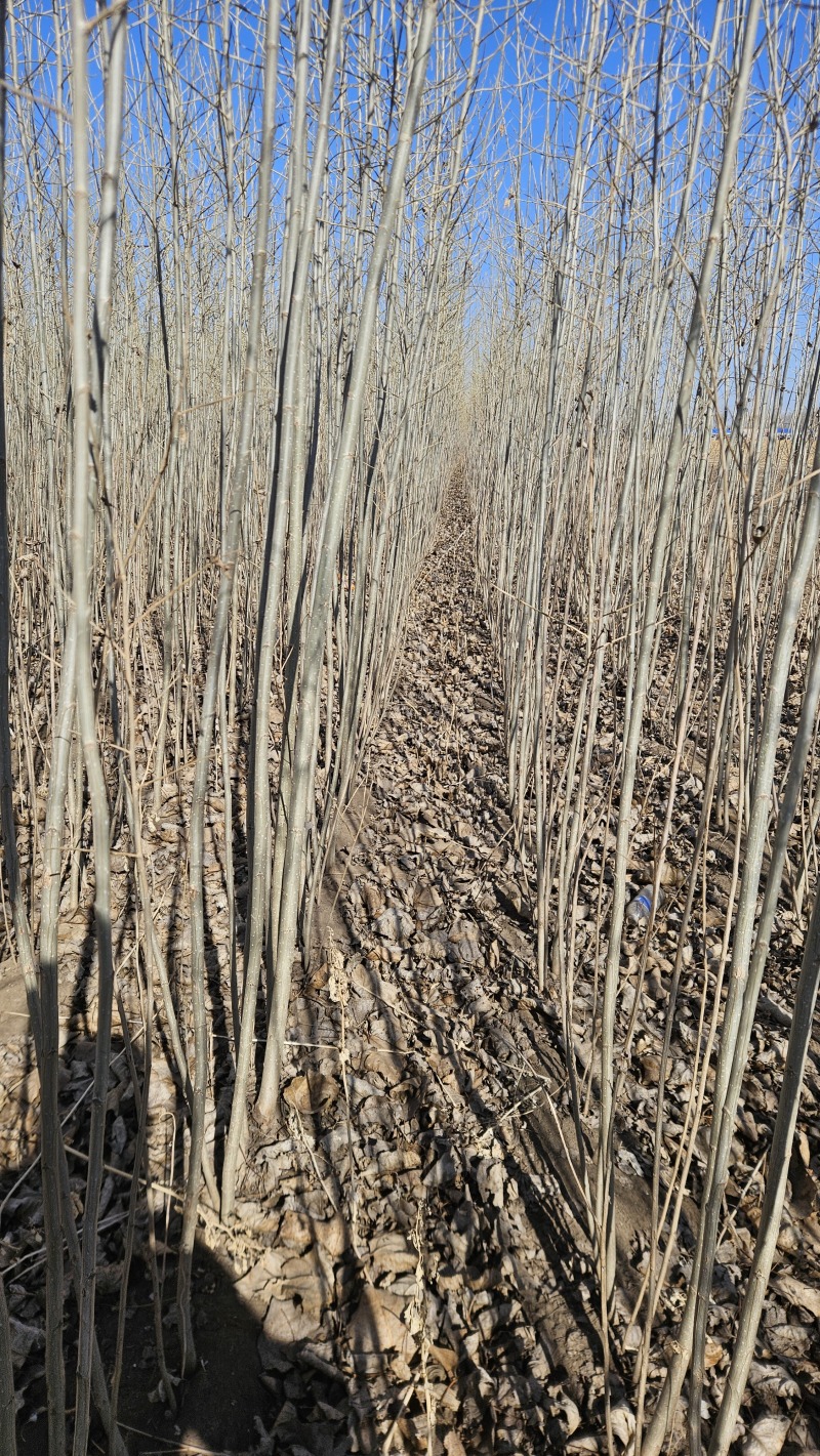 小城黑胸径3--4公分大苗，无病虫害，专业培育