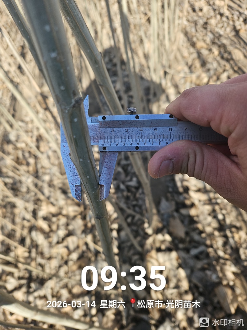 胸径1公分小城黑杨树苗，2根2杆，自家种植，大量现货