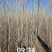胸径1公分小城黑杨树苗，2根2杆，自家种植，大量现货