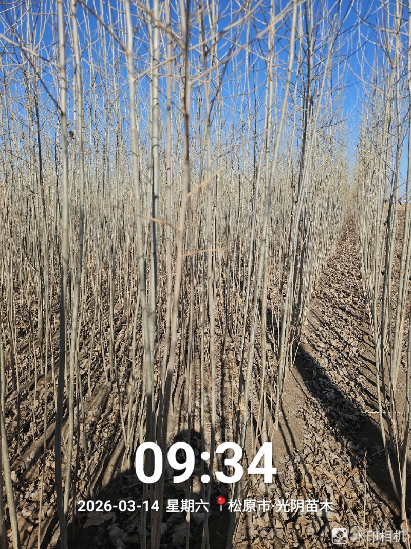 胸径1公分小城黑杨树苗，2根2杆，自家种植，大量现货