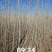 胸径1公分小城黑杨树苗，2根2杆，自家种植，大量现货