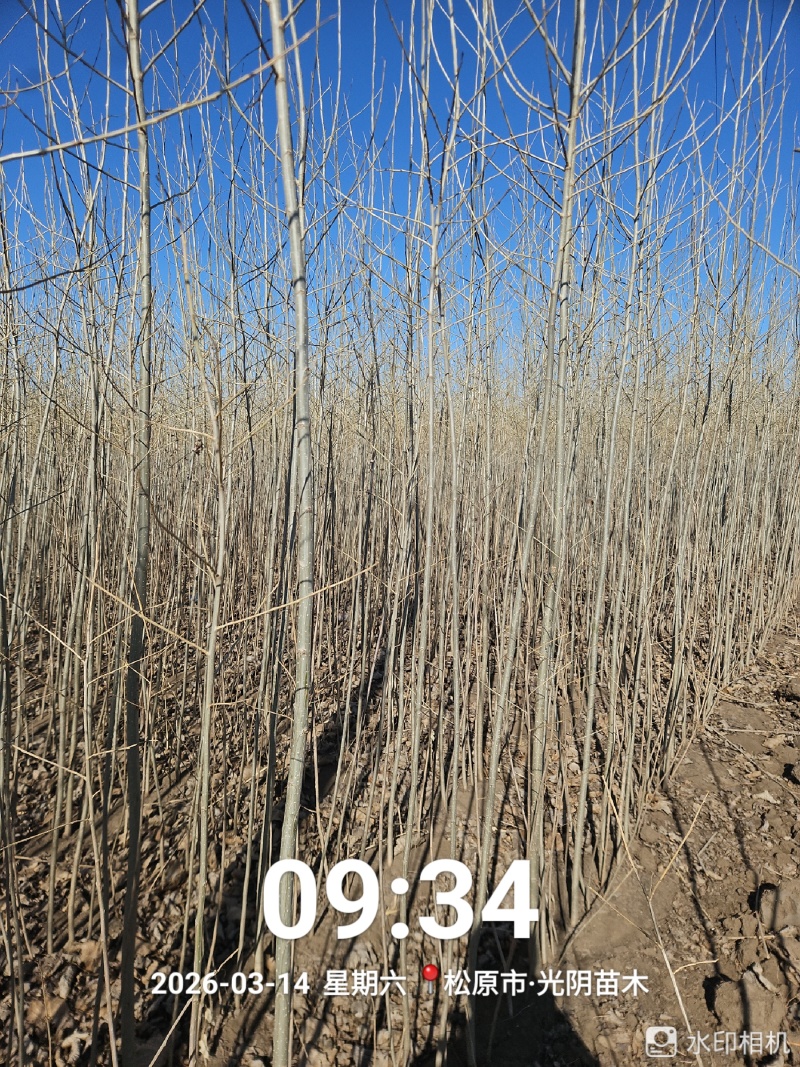 胸径1公分小城黑杨树苗，2根2杆，自家种植，大量现货