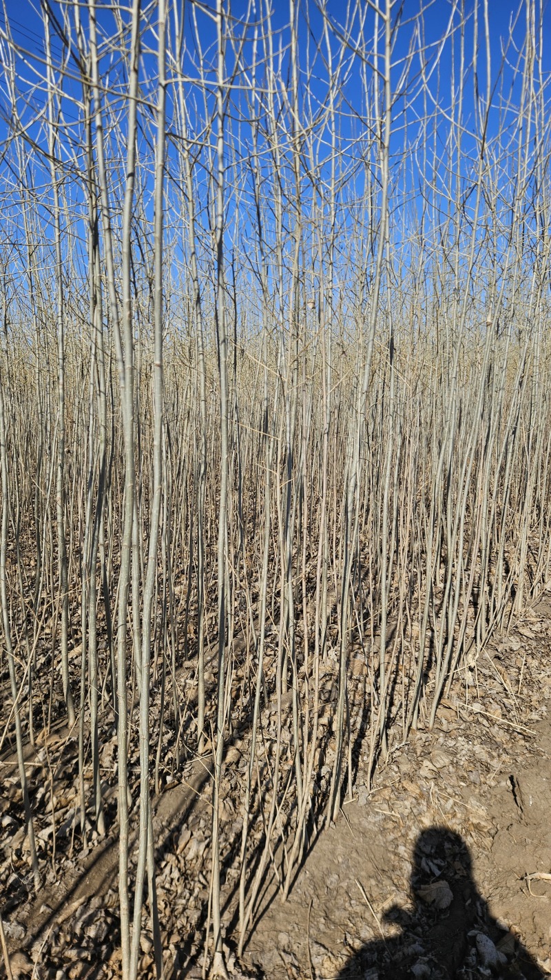 胸径1公分小城黑杨树苗，2根2杆，自家种植，大量现货
