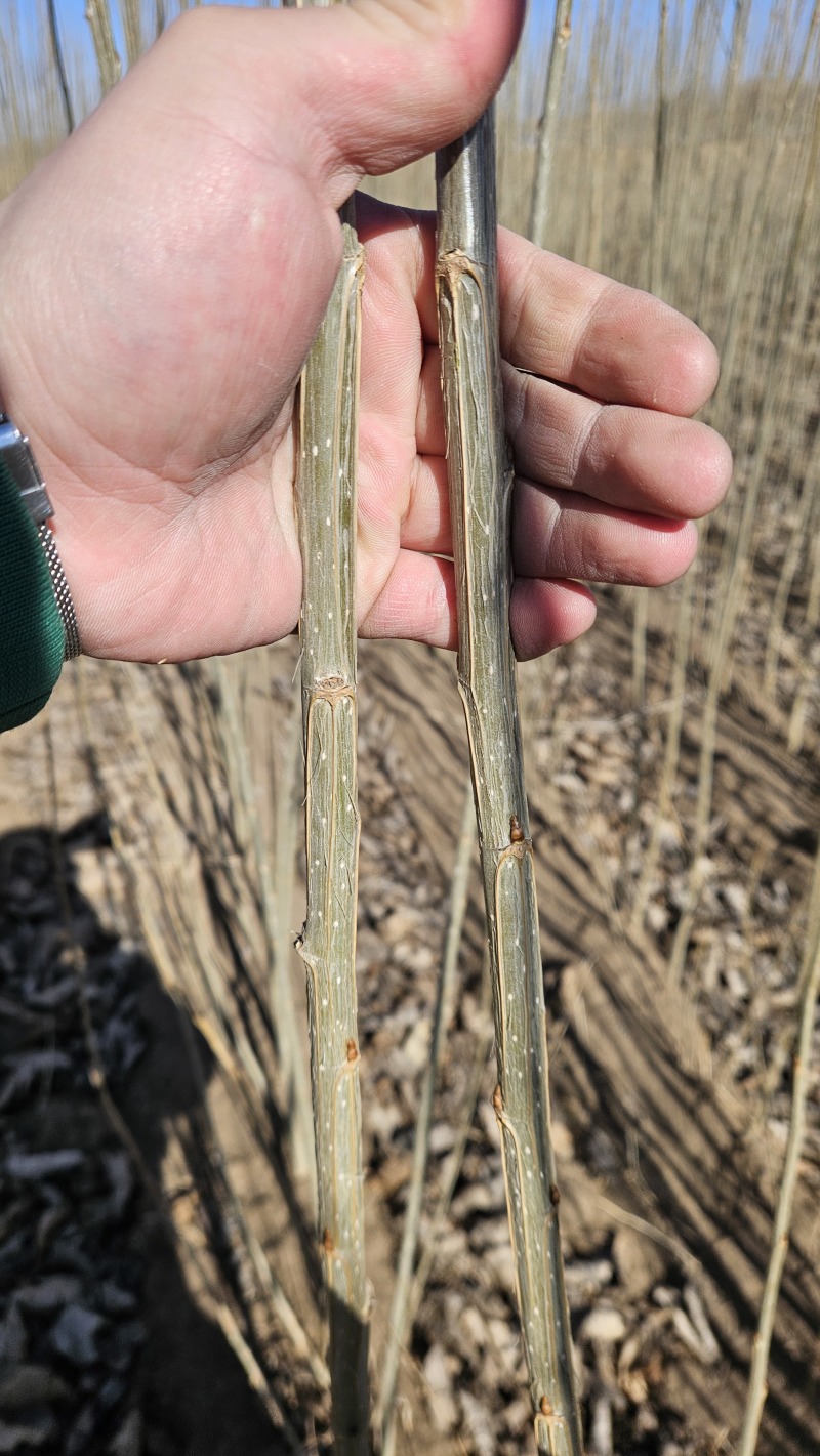 吉林省小城黑杨树苗自家种植专业培育品种纯，质量好