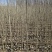 吉林省小城黑杨树苗自家种植专业培育品种纯，质量好