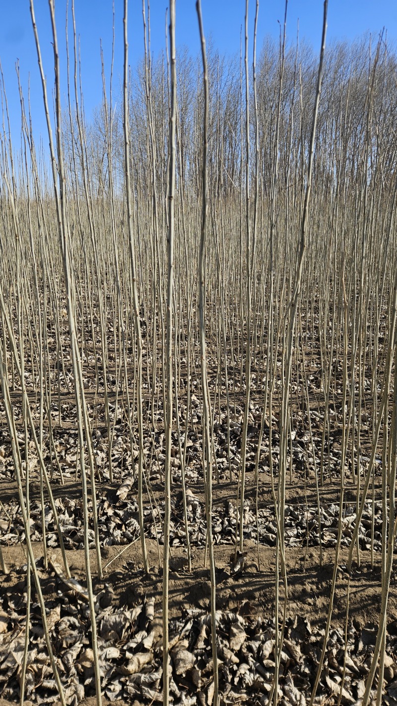 吉林省小城黑杨树苗自家种植专业培育品种纯，质量好