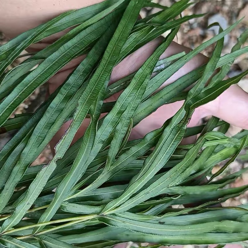 凤尾草鸡爪草金鸡尾干货