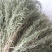 凤尾草鸡爪草金鸡尾干货