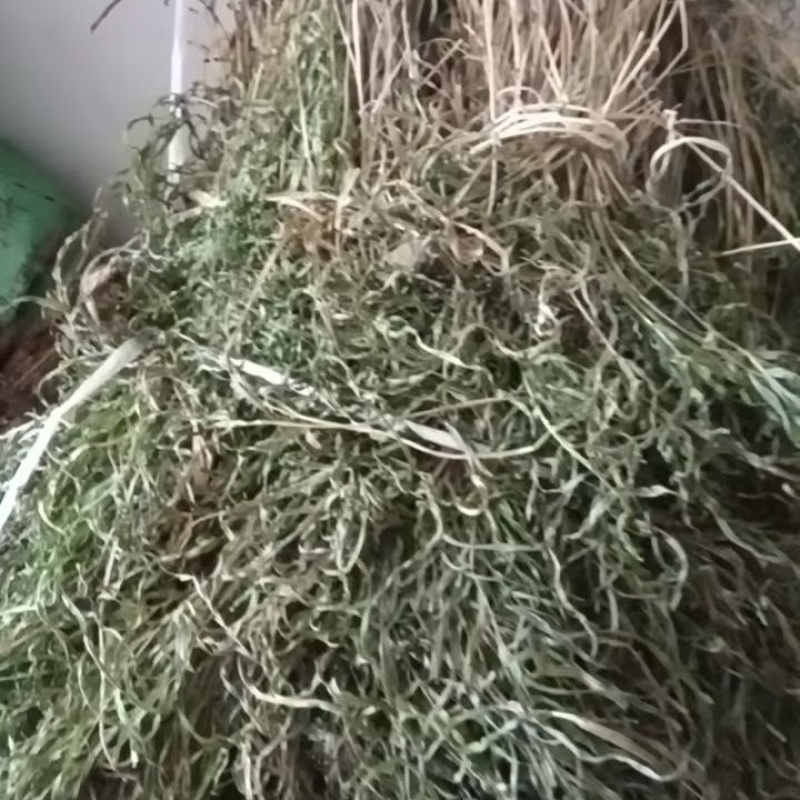 凤尾草鸡爪草金鸡尾干货