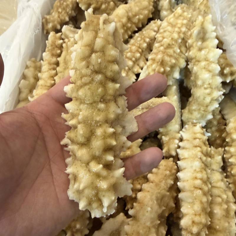 黄刺黄玉刺王海参规格全团购好品。