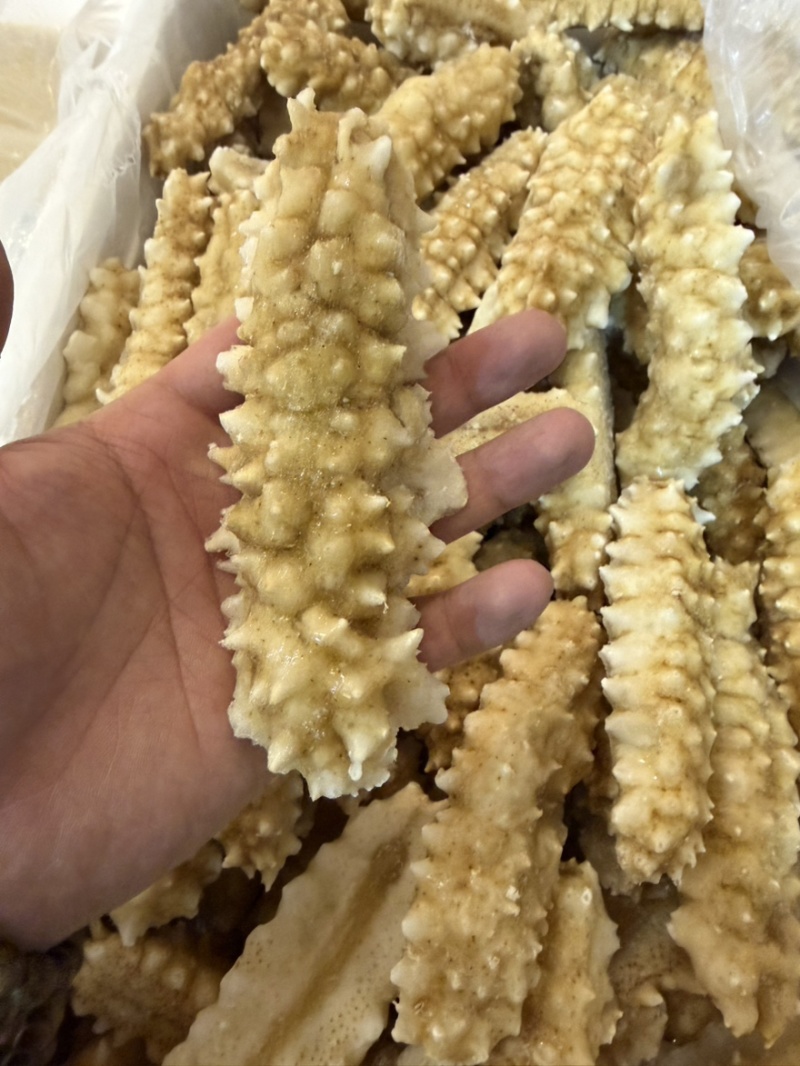 黄刺黄玉刺王海参规格全团购好品。