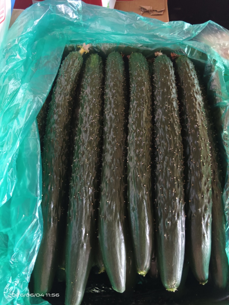 江苏精品密刺黄瓜！产地直发，量大从优！欢迎来电咨询！