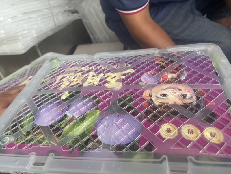 五月脆，李子，蜂糖李，脆甜可口，细腻化渣