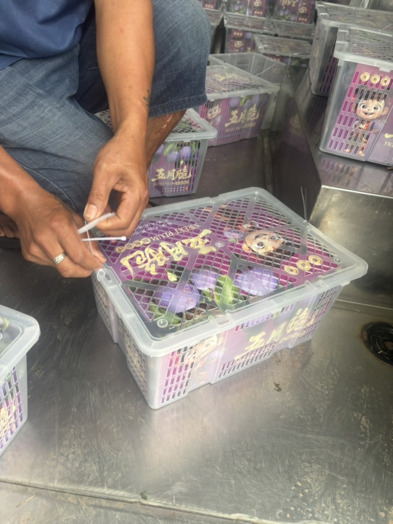 五月脆，李子，蜂糖李，脆甜可口，细腻化渣
