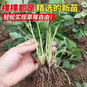 建德白露草莓苗草莓秧苗黑珍珠草莓高产章姬粉玉各种草莓苗