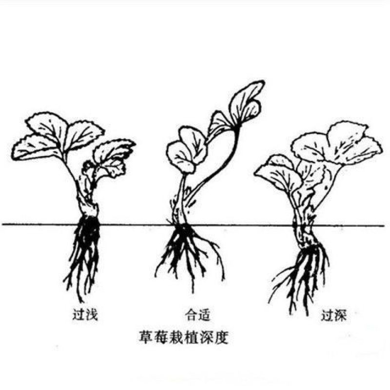 建德白露草莓苗草莓秧苗黑珍珠草莓高产章姬粉玉各种草莓苗
